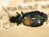  ( - JBWM0316129)  @12 [ ] Copyright (2008) Unspecified J.B. Wallis Museum of Entomology, University of Manitoba