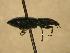  ( - JBWM0316130)  @11 [ ] Copyright (2008) Unspecified J.B. Wallis Museum of Entomology, University of Manitoba