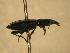  ( - JBWM0316131)  @12 [ ] Copyright (2008) Unspecified J.B. Wallis Museum of Entomology, University of Manitoba