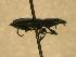  ( - JBWM0316133)  @12 [ ] Copyright (2008) Unspecified J.B. Wallis Museum of Entomology, University of Manitoba