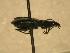  ( - JBWM0316134)  @11 [ ] Copyright (2008) Unspecified J.B. Wallis Museum of Entomology, University of Manitoba