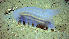  ( - PAC2022-035_OY079-011-01)  @11 [ ] CreativeCommons Attribution Non-Commercial (by-nc)  Unspecified Fisheries & Oceans Canada