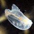  ( - PAC2022-035_OY079-011-01)  @11 [ ] CreativeCommons Attribution Non-Commercial (by-nc)  Unspecified Fisheries & Oceans Canada