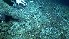  ( - PAC2022-035_OY080-016-01)  @11 [ ] CreativeCommons Attribution Non-Commercial (by-nc)  Unspecified Fisheries & Oceans Canada