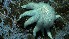  (Solaster borealis - PAC2022-035_OY080-019-01)  @11 [ ] CreativeCommons Attribution Non-Commercial (by-nc)  Unspecified Fisheries & Oceans Canada