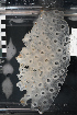  (Euretidae - PAC2022-035_OY084-047-01)  @11 [ ] CreativeCommons Attribution Non-Commercial (by-nc)  Unspecified Northeast Pacific Deep-Sea Diversity Expedition Partners