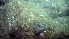  ( - PAC2022-035_OY086-057-01)  @11 [ ] CreativeCommons Attribution Non-Commercial (by-nc)  Unspecified Northeast Pacific Deep-Sea Diversity Expedition Partners