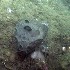  ( - PAC2022-035_OY086-057-01)  @11 [ ] CreativeCommons Attribution Non-Commercial (by-nc)  Unspecified Fisheries & Oceans Canada