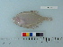  ( - OSHOR08-01)  @13 [ ] Copyright (2010) Unspecified California Academy of Sciences