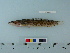  ( - OSHOR08-02)  @13 [ ] Copyright (2010) Unspecified California Academy of Sciences