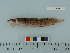  ( - OSHOR08-03)  @13 [ ] Copyright (2010) Unspecified California Academy of Sciences