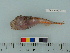  ( - OSHOR08-23)  @13 [ ] Copyright (2010) Unspecified California Academy of Sciences