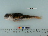  ( - OSHOR08-48)  @14 [ ] Copyright (2010) Unspecified California Academy of Sciences
