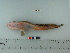  ( - OSHOR08-75)  @13 [ ] Copyright (2010) Unspecified California Academy of Sciences