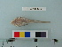  ( - BEAU2008-02)  @13 [ ] Copyright (2010) Unspecified California Academy of Sciences