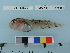  ( - RUSALCA09-81)  @12 [ ] Copyright (2010) Unspecified California Academy of Sciences