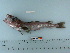  ( - RUSALCA09-104)  @11 [ ] Copyright (2010) Unspecified California Academy of Sciences