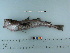 ( - RUSALCA09-105)  @11 [ ] Copyright (2010) Unspecified California Academy of Sciences