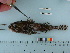  ( - RUSALCA09-106)  @13 [ ] Copyright (2010) Unspecified California Academy of Sciences