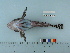  ( - RUSALCA09-107)  @13 [ ] Copyright (2010) Unspecified California Academy of Sciences