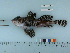  ( - RUSALCA09-107)  @14 [ ] Copyright (2010) Unspecified California Academy of Sciences