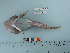  (Artediellus atlanticus - RUSALCA09-113)  @14 [ ] Copyright (2010) Unspecified California Academy of Sciences