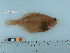  ( - RUSALCA09-191)  @14 [ ] Copyright (2010) Unspecified California Academy of Sciences