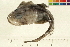  (Myoxocephalus scorpius - 07PROBE369-K)  @14 [ ] CreativeCommons - Attribution (2009) Unspecified Centre for Biodiversity Genomics