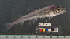  ( - TUNUVI-39)  @11 [ ] CreativeCommons - Attribution Non-Commercial Share-Alike (2016) Arve Lynghammar Unspecified
