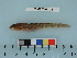  ( - AKMAP2011-25)  @12 [ ] Copyright (2011) Catherine W. Mecklenburg California Academy of Sciences