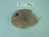  ( - UW117065)  @12 [ ] Copyright (2013) C. W. Mecklenburg Point Stephens Research