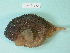  (Eumicrotremus asperrimus - UW119538)  @11 [ ] Copyright (2013) C. W. Mecklenburg Point Stephens Research