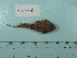  (Artediellus pacificus - UW150076)  @12 [ ] Copyright (2015) C. W. Mecklenburg Point Stephens Research