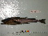  ( - Vp2013-72)  @11 [ ] Copyright (2013) C. W. Mecklenburg Point Stephens Research