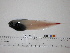 ( - Vp2013-99)  @12 [ ] Copyright (2013) C. W. Mecklenburg Point Stephens Research