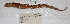  ( - ZMUB15787)  @12 [ ] Copyright (2012) University Museum of Bergen University of Bergen