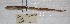  ( - ZMUB19828)  @12 [ ] Copyright (2012) University Museum of Bergen University of Bergen