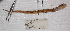  ( - ZMUB20461)  @12 [ ] Copyright (2012) University Museum of Bergen University of Bergen