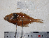  ( - ZMUB20509)  @12 [ ] Copyright (2013) University Museum of Bergen University of Bergen
