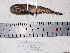  ( - ZMUB20551)  @13 [ ] Copyright (2013) University Museum of Bergen University of Bergen