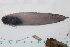  ( - AL-EX15)  @11 [ ] Copyright (2010) Arve Lynghammar University of Tromso, Norway