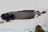  ( - AL-EX20)  @12 [ ] Copyright (2010) Arve Lynghammar University of Tromso, Norway