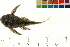 ( - OL-0339)  @13 [ ] CreativeCommons - Attribution (2010) Unspecified Centre for Biodiversity Genomics