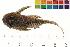  ( - OL-0341)  @13 [ ] CreativeCommons - Attribution (2010) Unspecified Centre for Biodiversity Genomics