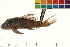  ( - OL-0347)  @13 [ ] CreativeCommons - Attribution (2010) Unspecified Centre for Biodiversity Genomics