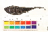  ( - OL-0488)  @13 [ ] CreativeCommons - Attribution (2010) Unspecified Centre for Biodiversity Genomics