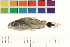  ( - OL-0170)  @11 [ ] CreativeCommons - Attribution (2009) Unspecified Centre for Biodiversity Genomics