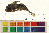  ( - OL-0344)  @11 [ ] CreativeCommons - Attribution (2009) Unspecified Centre for Biodiversity Genomics
