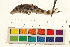  ( - OL-0626)  @11 [ ] CreativeCommons - Attribution (2009) Unspecified Centre for Biodiversity Genomics