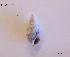  (Cerithium lividulum - DSGD149)  @12 [ ] Unspecified (default): All Rights Reserved  Unspecified Unspecified
